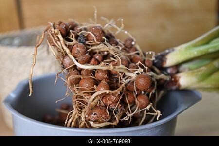 House plant with well grown roots in expanded clay pellets cultivated in passive semi hydroponics-stock-foto