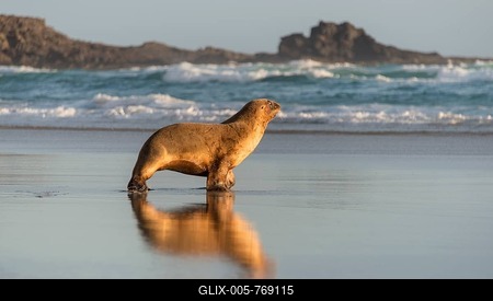New Zealand Sea Lion (Phocarctos hookeri) running on the beach, Sandfly Bay, Dunedin, Otago Peninsula, South Island, New Zealand, Oceania-stock-foto
