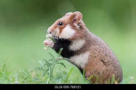 European hamster (Cricetus cricetus) in a meadow, eats, Austria-stock-foto