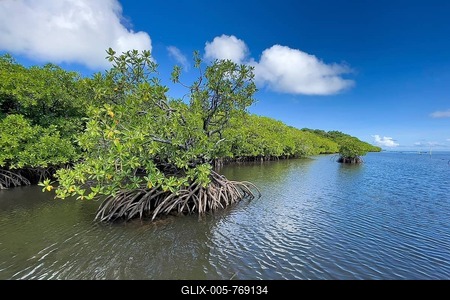 Stilt mangrove (Rhizophora stylosa) stands in lagoon of island in Western Pacific, Pacific Ocean, Yap Island, Yap State, Caroline Islands, Federated States of Micronesia FSM, Australia, Oceania-stock-foto