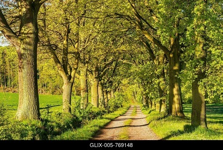 Field path through avenue with Oaks (Quercus), Reinhards Forest, Hesse, Germany-stock-foto