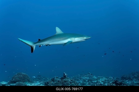 Grey reef shark (Carcharhinus amblyrhynchos) floats over coral reef, Pacific Ocean, French Polynesia-stock-foto