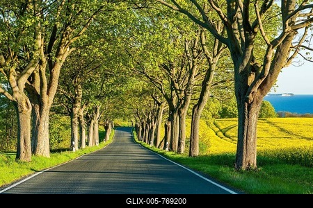 Avenue with maple trees, rear right Cape Arkona, Rügen, Mecklenburg-Western Pomerania, Germany-stock-foto