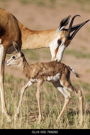 Springboks (Antidorcas marsupialis), ewe cleans newborn lamb, during the rainy season in green surroundings, Kalahari Desert, Kgalagadi Transfrontier Park, South Africa-stock-foto