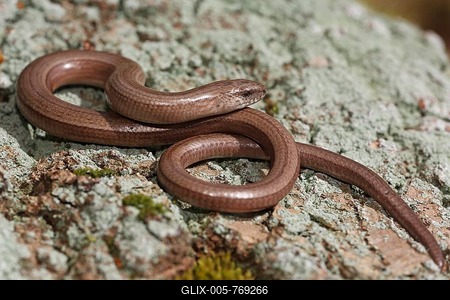 Slow worm (Anguis fragilis) sunbathing, Schleswig-Holstein, Germany-stock-foto