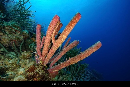 Stove-pipe sponge (Aplysina archeri), tube sponge, Caribbean, Bayahibe, Dominican Republic-stock-foto