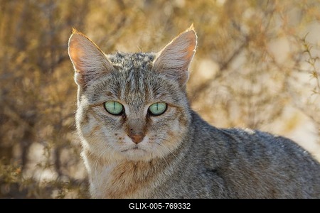 African Wild Cat (Felis silvestris lybica), portrait, Kalahari Desert, Kgalagadi Transfrontier Park, South Africa-stock-foto