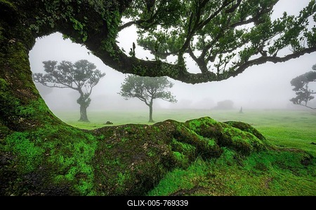 Stinkwood (Ocotea foetens) overgrown with moss and plants in the mist, Old laurel forest, Stink laurel, Laurisilva, UNESCO World Heritage Site, Fanal, Madeira, Portugal-stock-foto