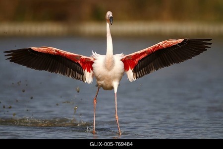 Pink Flamingo (Phoenicopterus ruber) landing in shallow water, Camargue, France, Europe-stock-foto
