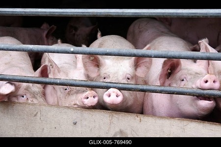 Domestic pig (Sus scrofa domesticus), pigsty, look, Germany, Several pigs look curiously through the fence of the pigsty-stock-foto