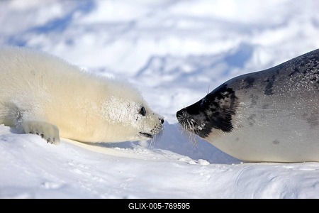 Harp Seal or Saddleback Seal (Pagophilus groenlandicus, Phoca groenlandica), adult female with pup on pack ice, Magdalen Islands, Gulf of Saint Lawrence, Quebec, Canada-stock-foto
