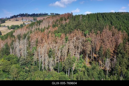 Forest dieback, forest damage, diseased forest due to climate change with long drought and infestation by Bark beetleor printers (Scolytinae), Bad Berleburg, Siegen-Wittgenstein district, North Rhine-Westphalia, Germany-stock-foto