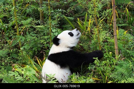 Giant Panda (Ailuropoda melanoleuca), 2 years, China Conservation and Research Centre for the Giant Panda, Chengdu, Sichuan, China-stock-foto