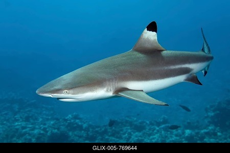 Blacktip reef shark (Carcharhinus melanopterus), swims over coral reef, Moorea Island, Windward Islands, French Polynesia, France, Pacific Ocean-stock-foto