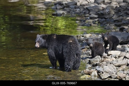 Black Bear (Ursus americanus), mother with cubs, Alaska, USA-stock-foto