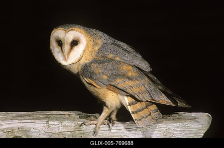 Dark-breasted barn owl (Tyto alba guttata), Central European subspecies with darker plumage, sitting in a barn-stock-foto