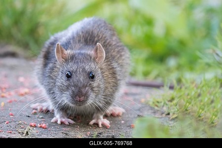 A young Norway rat (Rattus norvegicus) sits on a path in the countryside and looks curiously ahead, Hesse, Germany-stock-foto