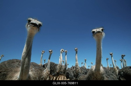 Young South African Ostrichs, South_Africa / (Struthio camelus australis)-stock-foto