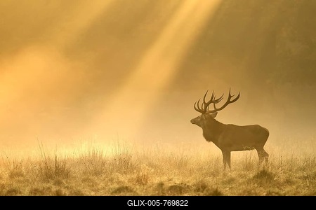 Enormous Red deer (Cervus elaphus), Sunrise with sunrays in early fog, Jägersborg, Denmark-stock-foto
