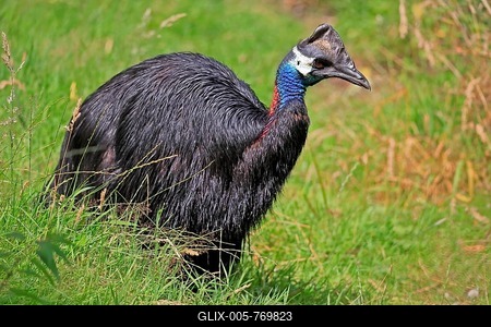 Dwarf cassowary (Casuarius bennetti), adult, running, captive, New Guinea-stock-foto