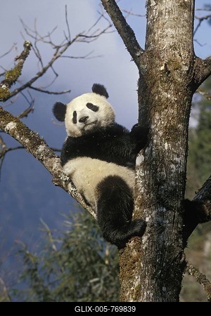 Great Panda (Ailuropoda melanoleuca) climbing tree, Wolong Valley, Himalayas, China, Asia-stock-foto