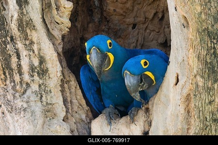 Hyacinth Macaws (Anodorhynchus hyacinthinus), pair, in its tree nest, Pantanal, Mato Grosso, Brazil-stock-foto