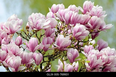 Chinese Magnolia (Magnolia × soulangeana), twigs with flowers, North Rhine-Westphalia, Germany-stock-foto