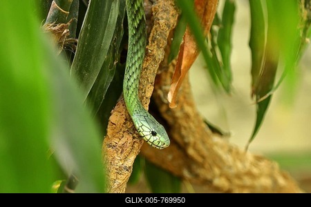 Leafy western green mamba (Dendroaspis viridis), Green mamba, poisonous snake, climbs in a tree, Occurs in Africa, Terrazoo, North Rhine-Westphalia, Germany-stock-foto