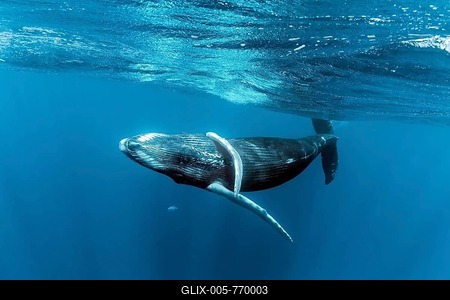 Humpback whale (Megaptera novaeangliae), playful close to the sea surface, Pacific Ocean, Rurutu, French Polynesia-stock-foto