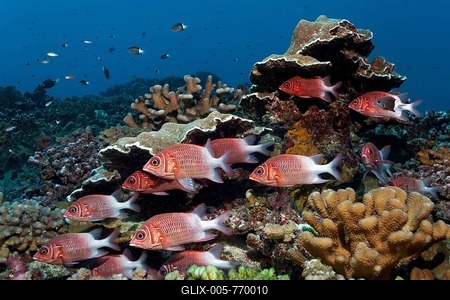 Swarm Silverspot squirrelfish (Sargocentron caudimaculatum) swims in front of stony corals, Pacific Ocean, Tikehau, Society Islands, Windward Islands, French Polynesia-stock-foto