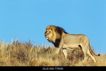 Black-maned Lion (Panthera leo vernayi), male, roaming on a grass-grown sand dune, Kalahari Desert, Kgalagadi Transfrontier Park, South Africa-stock-foto