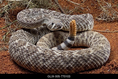Western Diamondback Rattel Snake (Crotalus atrox) Texas-stock-foto