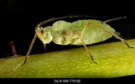 Large Rose Aphid (Macrosiphum rosae), pest on a Rose (Rosa), macro shot, Baden-Württemberg, Germany-stock-foto