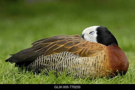 Sleeping duck-stock-foto