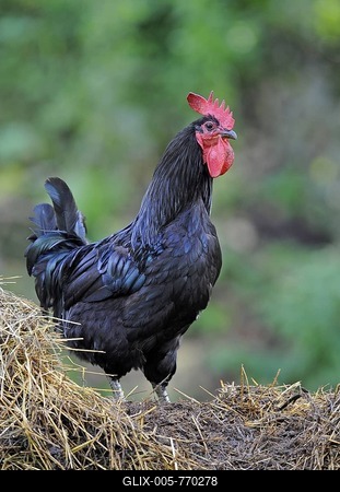 Denizli cock on a heap of manure-stock-foto