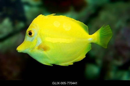 Yellow Tang (Zebrasoma flavescens), native to the western Pacific Ocean, captive, North Rhine-Westphalia, Germany-stock-foto