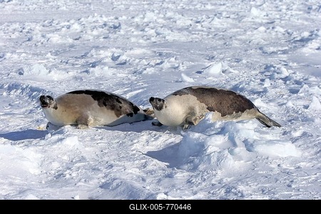 Harp Seals or Saddleback Seals (Pagophilus groenlandicus, Phoca groenlandica), two adult females on pack ice, threatening gesture, Magdalen Islands, Gulf of Saint Lawrence, Quebec, Canada-stock-foto