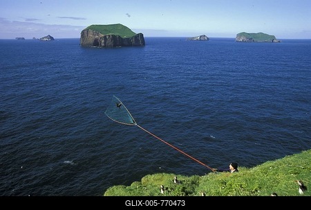 Atlantic puffins (Fratercula arctica) being caught by hand with a net, a local delicacy, Heimaey island, Vestmannaeyjar archipelago, South Iceland, Iceland, Europe-stock-foto