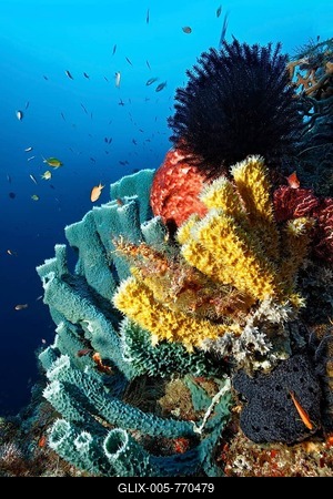 Steep coral reef wall with different sponges and feather star, Great Barrier Reef, UNESCO World Heritage Site, Cairns, Queensland, Australia, Pacific-stock-foto