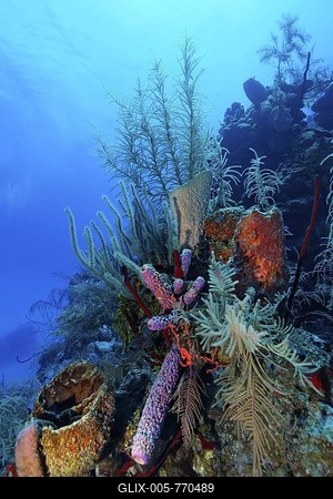 Coral reef with multi-coloured, different types of coral and sponges, Half Moon Caye, Lighthouse Reef, Turneffe Atoll, Belize, Central America, Caribbean-stock-foto