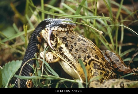 Giant Madagascan Hognose (Leioheterodon madagascariensis) eats frog, Madagascar-stock-foto