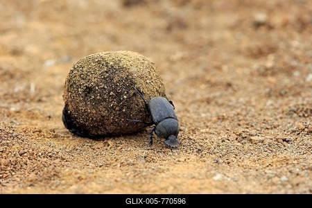 Dung beetle (Scarabaeus sacer), adult pair rolling elephant dung to lay eggs, Isimangaliso Wetland Park, Kwazulu Natal, dung beetle-stock-foto