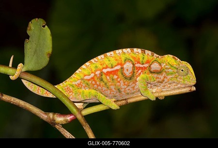 Carpet chameleon (Furcifer lateralis), female, pregnant, Ranomafana rainforest, Southern Highlands, Madagascar-stock-foto
