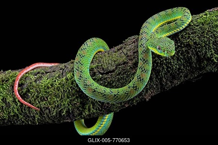 Palawan pit viper (Parias schultzei) on branch, juvenile, endemic to Palawan, Philippines-stock-foto