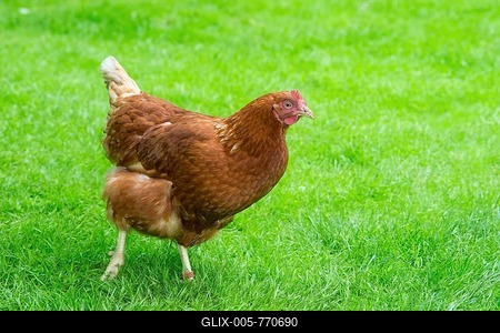 Brown hybrid hen (Gallus gallus domesticus) walking in a meadow, happy chicken in species-appropriate free-range husbandry, Germany-stock-foto