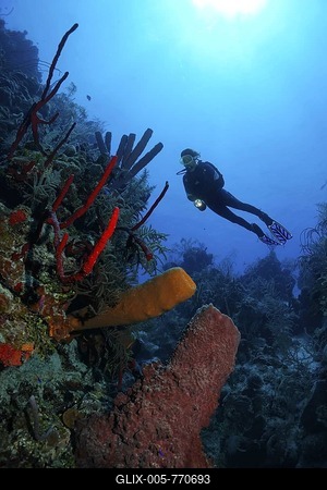 Female diver with lamp by a coral reef, cliff, with various coloured sponges, Half Moon Caye, Lighthouse Reef, Turneffe Atoll, Belize, Central America, Caribbean-stock-foto