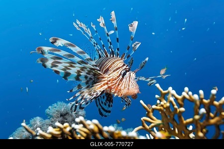 Pacific Lionfish (Pterois volitans), swimming above fire coral, Great Barrier Reef, UNESCO World Heritage Site, Queensland, Cairns, Australia, Pacific Ocean-stock-foto