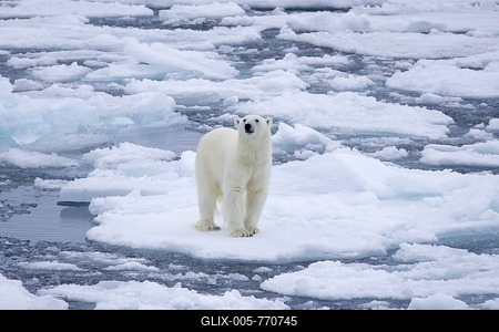 Lone polar bear (Ursus maritimus) standing on drift ice, ice floe in the Arctic Ocean along the Svalbard coast, Spitsbergen, Norway-stock-foto