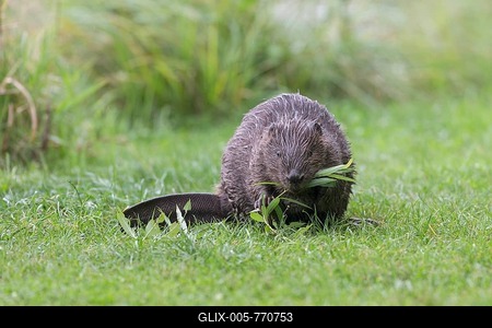European beaver (Castor fiber) eats a willow branch, Tyrol, Austria, Europe-stock-foto