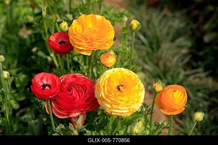 Persian Buttercup or Ranunculus (Ranunculus asiaticus), in flower, Carlsbad, California, USA-stock-foto